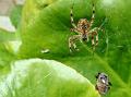 2010-0903-1325_Spider_21.7C